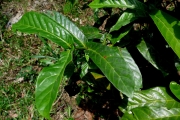 <strong>C. lancifolia A.Chev. var. auriculata J.-F.Leroy - Mascarocoffea - ENDANGERED</strong><br />© N. Raharimalala (FOFIFA)