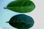 <strong>C. leroyi A.P.Davis - Mascarocoffea - LEAST CONCERN</strong><br />© N. Raharimalala (FOFIFA)