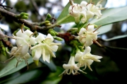 <strong>C. leroyi A.P.Davis - Mascarocoffea - LEAST CONCERN</strong><br />© N. Raharimalala (FOFIFA)