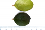 <strong>C. liaudii J.-F.Leroy ex A.P.Davis - Mascarocoffea - ENDANGERED</strong><br />© N. Raharimalala (FOFIFA)
