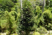 <strong>C. mangoroensis Portères - Mascarocoffea - NEAR THREATENED</strong><br />© N. Raharimalala (FOFIFA)