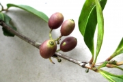 <strong>C. mangoroensis Portères - Mascarocoffea - NEAR THREATENED</strong><br />© N. Raharimalala (FOFIFA)
