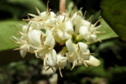 <strong>C. millotii J.-F.Leroy - Mascarocoffea - LEAST CONCERN</strong><br />© N. Raharimalala (FOFIFA)