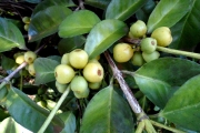 <strong>C. millotii J.-F.Leroy - Mascarocoffea - LEAST CONCERN</strong><br />© N. Raharimalala (FOFIFA)