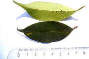 <strong>C. mogenetii Dubard - Mascarocoffea - ENDANGERED</strong><br />© N. Raharimalala (FOFIFA)