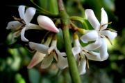 <strong>C. mogenetii Dubard - Mascarocoffea - ENDANGERED</strong><br />© N. Raharimalala (FOFIFA)