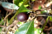 <strong>C. mogenetii Dubard - Mascarocoffea - ENDANGERED</strong><br />© N. Raharimalala (FOFIFA)