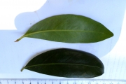 <strong>C. montis-sacri A.P.Davis - Mascarocoffea - CRITICALLY ENDANGERED</strong><br />© N. Raharimalala (FOFIFA)