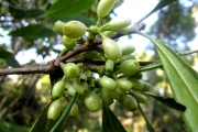 <strong>C. montis-sacri A.P.Davis - Mascarocoffea - CRITICALLY ENDANGERED</strong><br />© N. Raharimalala (FOFIFA)
