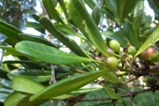<strong>C. montis-sacri A.P.Davis - Mascarocoffea - CRITICALLY ENDANGERED</strong><br />© N. Raharimalala (FOFIFA)