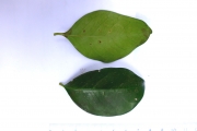 <strong>C. moratii J.-F.Leroy ex A.P.Davis & Rakotonas. - Mascarocoffea - VULNERABLE</strong><br />© N. Raharimalala (FOFIFA)