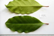 <strong>C. perrieri Drake ex Jum. & H.Perrier - Mascarocoffea - LEAST CONCERN</strong><br />© N. Raharimalala (FOFIFA)