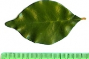 <strong>C. pervilleana (Baill.) Drake - Mascarocoffea - LEAST CONCERN</strong><br />© N. Raharimalala (FOFIFA)