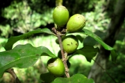<strong>C. pervilleana (Baill.) Drake - Mascarocoffea - LEAST CONCERN</strong><br />© N. Raharimalala (FOFIFA)