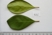 <strong>C. resinosa (Hook.f.) Radlk. - Mascarocoffea - LEAST CONCERN</strong><br />© N. Raharimalala (FOFIFA)