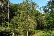 <strong>C. resinosa (Hook.f.) Radlk. - Mascarocoffea - LEAST CONCERN</strong><br />© N. Raharimalala (FOFIFA)