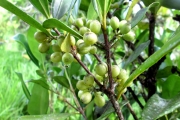 <strong>C. resinosa (Hook.f.) Radlk. - Mascarocoffea - LEAST CONCERN</strong><br />© N. Raharimalala (FOFIFA)