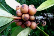 <strong>C. richardii J.-F.Leroy - Mascarocoffea - NEAR THREATENED</strong><br />© N. Raharimalala (FOFIFA)