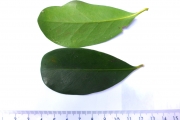 <strong>C. sahafaryensis J.-F.Leroy - Mascarocoffea - ENDANGERED</strong><br />© N. Raharimalala (FOFIFA)