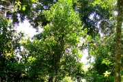 <strong>C. sahafaryensis J.-F.Leroy - Mascarocoffea - ENDANGERED</strong><br />© N. Raharimalala (FOFIFA)