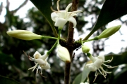 <strong>C. sahafaryensis J.-F.Leroy - Mascarocoffea - ENDANGERED</strong><br />© N. Raharimalala (FOFIFA)