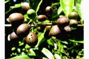 <strong>C. sahafaryensis J.-F.Leroy - Mascarocoffea - ENDANGERED</strong><br />© N. Raharimalala (FOFIFA)