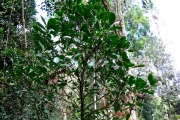 <strong>C. sahafaryensis J.-F.Leroy - Mascarocoffea - ENDANGERED</strong><br />© N. Raharimalala (FOFIFA)