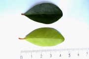 <strong>C. sakarahae J.-F.Leroy - Mascarocoffea - LEAST CONCERN</strong><br />© N. Raharimalala (FOFIFA)