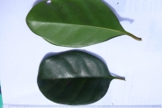 <strong>C. sambavensis J.-F.Leroy ex A.P.Davis &
Rakotonas., sp. nov. - Mascarocoffea - ENDANGERED</strong><br />© N. Raharimalala (FOFIFA)