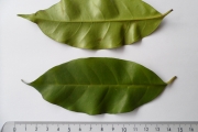 <strong>C. sp Mayombe 1 (Cg36, 38, 39, 40 in Groell 1991) type 1 & 2 non différencié - Eucoffea - -</strong><br />© E. Couturon (IRD)
