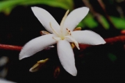 <strong>C. sp Mayombe 1 (Cg36, 38, 39, 40 in Groell 1991) type 1 & 2 non différencié - Eucoffea - -</strong><br />© E. Couturon (IRD)