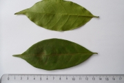 <strong>C. sp Mayombe 2 (Cg36, 38, 39, 40 in Groell 1991) type 1 & 2 non différencié - Eucoffea - -</strong><br />© E. Couturon (IRD)