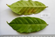 <strong>C. sp. Congo (Cg06, 08, 13, 21, 22, 23, 29, 32, 41, 42, 44 in Groell 1991) - Eucoffea - -</strong><br />© E. Couturon (IRD)