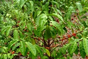 <strong>C. sp. Congo (Cg06, 08, 13, 21, 22, 23, 29, 32, 41, 42, 44 in Groell 1991) - Eucoffea - -</strong><br />© E. Couturon (IRD)