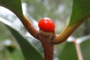 <strong>C. sp Fanambahy - Mascarocoffea - -</strong><br />© N. Raharimalala (FOFIFA)