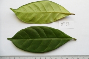 <strong>C. sp. N'Gongo2 (Cg45 in Groell 1991) - Eucoffea - -</strong><br />© E. Couturon (IRD)