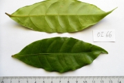 <strong>C. sp. N'Koumbala (C05 in Groell 1991) - Eucoffea - -</strong><br />© E. Couturon (IRD)