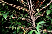 <strong>C. sp. N'Koumbala (C05 in Groell 1991) - Eucoffea - -</strong><br />© E. Couturon (IRD)