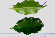 <strong>C. sp Sambava-Diego - Mascarocoffea - -</strong><br />© N. Raharimalala (FOFIFA)
