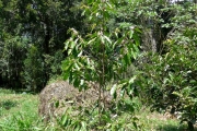 <strong>C. tetragona Jum. & H.Perrier - Mascarocoffea - LEAST CONCERN</strong><br />© N. Raharimalala (FOFIFA)