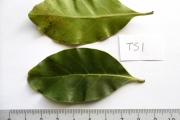 <strong>C. tsirananae J.-F.Leroy - Mascarocoffea - VULNERABLE</strong><br />© N. Raharimalala (FOFIFA)