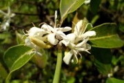 <strong>C. tsirananae J.-F.Leroy - Mascarocoffea - VULNERABLE</strong><br />© N. Raharimalala (FOFIFA)