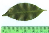 <strong>C. vatovavyensis J.-F.Leroy - Mascarocoffea - CRITICALLY ENDANGERED</strong><br />© N. Raharimalala (FOFIFA)