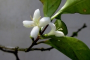 <strong>C. vatovavyensis J.-F.Leroy - Mascarocoffea - CRITICALLY ENDANGERED</strong><br />© N. Raharimalala (FOFIFA)
