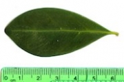 <strong>C. vianneyi J.-F.Leroy - Mascarocoffea - ENDANGERED</strong><br />© N. Raharimalala (FOFIFA)