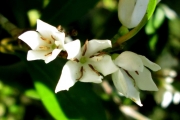 <strong>C. vianneyi J.-F.Leroy - Mascarocoffea - ENDANGERED</strong><br />© N. Raharimalala (FOFIFA)