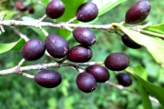 <strong>C. vianneyi J.-F.Leroy - Mascarocoffea - ENDANGERED</strong><br />© N. Raharimalala (FOFIFA)