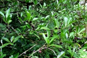 <strong>C. vianneyi J.-F.Leroy - Mascarocoffea - ENDANGERED</strong><br />© N. Raharimalala (FOFIFA)