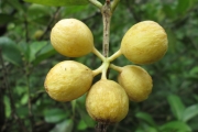 <strong>C. dolichophylla J.-F.Leroy - Mascarocoffea - LEAST CONCERN</strong><br />© N. Raharimalala (FOFIFA)