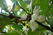 <strong>C. dolichophylla J.-F.Leroy - Mascarocoffea - LEAST CONCERN</strong><br />© N. Raharimalala (FOFIFA)
